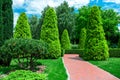 Back yard with red tile path for walks among evergreen thuja. Royalty Free Stock Photo