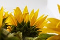 Back yellow beautifal sunflower isolate on white background Royalty Free Stock Photo