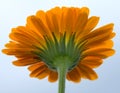 Back of a yellow gerbera flower Royalty Free Stock Photo