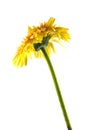 Back of yellow gerbera flower Royalty Free Stock Photo