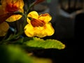 Back of Yellow Red Trumpet-Flowers Blooming Royalty Free Stock Photo