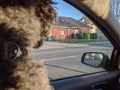Back of a young fluffy poodle dog inside a car looking out to the window Royalty Free Stock Photo