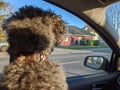 Back of a young fluffy poodle dog inside a car looking out to the window Royalty Free Stock Photo