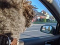 Back of a young fluffy poodle dog inside a car looking out to the window Royalty Free Stock Photo