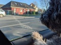 Back of a young fluffy poodle dog inside a car looking out to the window Royalty Free Stock Photo