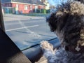 Back of a young fluffy poodle dog inside a car looking out to the window Royalty Free Stock Photo