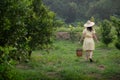 Back young gardener Asia woman smiling and carrying the basket Thai in the honey tangerine oranges garden