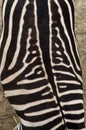 Back of Zebra, black and white pattern from above. Royalty Free Stock Photo