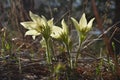 Backache, sleep-grass Royalty Free Stock Photo