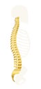 Backbone Golden Spine