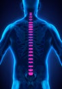Backbone Intervertebral Disc Anatomy