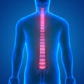 Backbone intervertebral disc anatomy Posterior view