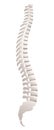 Backbone Lateral View Royalty Free Stock Photo