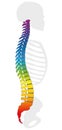 Backbone Rainbow Colored Spine Gray Skeleton