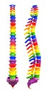 Backbone with rainbow colors on white background