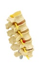 Backbone spinal nerve isolated with clipping path. Royalty Free Stock Photo