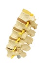 Backbone spinal nerve isolated with clipping path. Royalty Free Stock Photo