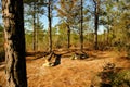 Backbone Trail Campsite Kisatchie National Forest