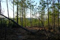 Backbone Trail Louisiana Kisatchie National Forest