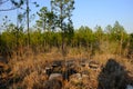 Backbone Trail Louisiana Kisatchie National Forest 2