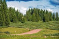 Backcountry Forest Road Royalty Free Stock Photo