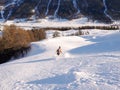 Backcountry skier in fresh powder skiing to the valley bottom through forest in the winter in the Swiss Alps Royalty Free Stock Photo