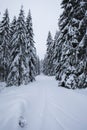 Backcountry skier pushing through the fog on a snowy slope. Ski touring in harsh winter conditions. Ski tourer sporting