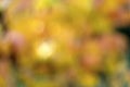 Backdrop for autumn mood. Yellow festival bokeh. Yellow autumn foliage. Branch with yellow leaves. Blur. Yellow blurred
