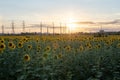 Backdrop of the beautiful sunflowers field. Field of blooming sunflowers on a background sunset. Warm evening backlight