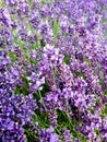 English lavender, Lavandula angustifolia. Beautiful lavender background. Royalty Free Stock Photo