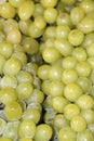 Backdrop of green grape, pile of many grape. It is a berry, typically green classified as white, purple, red, or black.