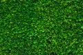 Backdrop of green leaves natural wall.