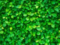 Backdrop of green leaves natural wall. Royalty Free Stock Photo