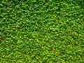 Backdrop of green leaves natural wall. Royalty Free Stock Photo