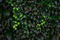 Backdrop of green leaves natural wall Royalty Free Stock Photo