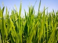 Backdrop Of Green Wheat  plants Field Royalty Free Stock Photo