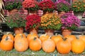 Beautiful background image of bright pink, red and purple flowers with Orange pumpkins in Autumn market Royalty Free Stock Photo