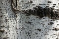 Backdrop - light grey bark of silver poplar