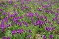 Backdrop - lots of purple flowers of dwarf irises