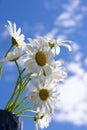 Backdrop made of group of white chamomile flowers with yellow cores on clear sky scape with clouds Royalty Free Stock Photo