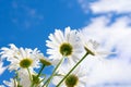 Backdrop made of group of white chamomile flowers with yellow cores on clear sky scape with clouds. Royalty Free Stock Photo