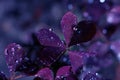 Backdrop made of oxalis with heart shaped leaves in dark violet tones colors.. Photo filter toned background. Dew