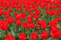 Backdrop - numerous bright red flowers of tulips