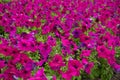 Backdrop - numerous magenta-colored flowers of petunias in mid July