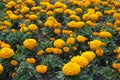 Backdrop - numerous orange flowers of Tagetes erecta in June