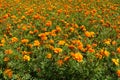 Backdrop - numerous orange flowers of Tagetes patula in July
