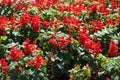 Backdrop - numerous red flowers of Salvia splendens in August