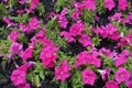 Backdrop - numerous vibrant pink flowers of petunias in June