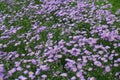 Backdrop - numerous violet flowers of Erigeron speciosus