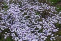 Backdrop - numerous violet flowers of phlox subulata